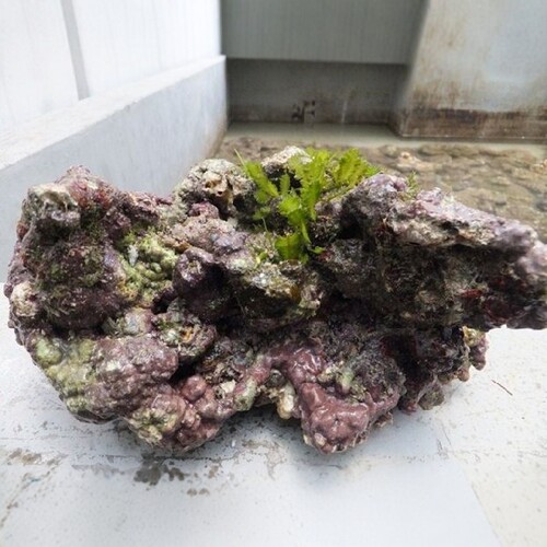 海水活石海缸珊瑚石水族箱造景