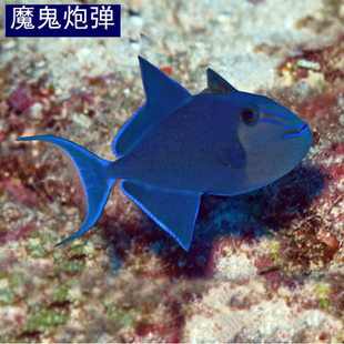 魔鬼炮弹海水鱼观赏鱼海缸宠物鱼水族活体鱼炮弹鱼已检疫