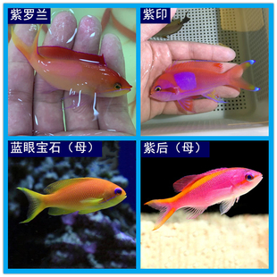 蓝眼宝石海金鱼 海水鱼观赏鱼水族宠物鱼 紫后紫罗兰紫印金背宝石