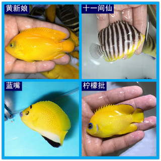 十一间仙海水观赏鱼水族宠物鱼日本燕柠檬批黄新娘燕尾仙蓝嘴神仙