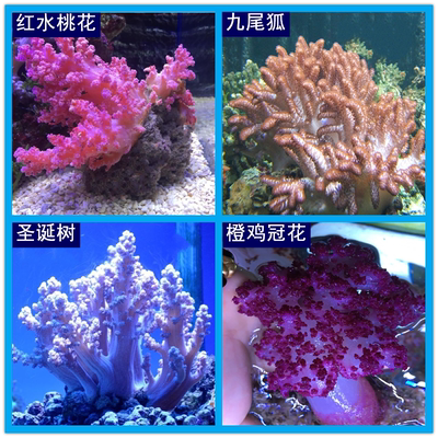 海水珊瑚软体水桃花九尾狐