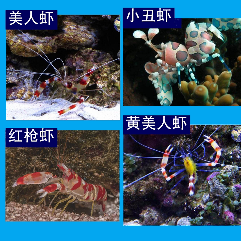 美人虾 海水宠物虾 水族生物 老虎枪虾小丑虾贵宾虾红枪虾紫光虾