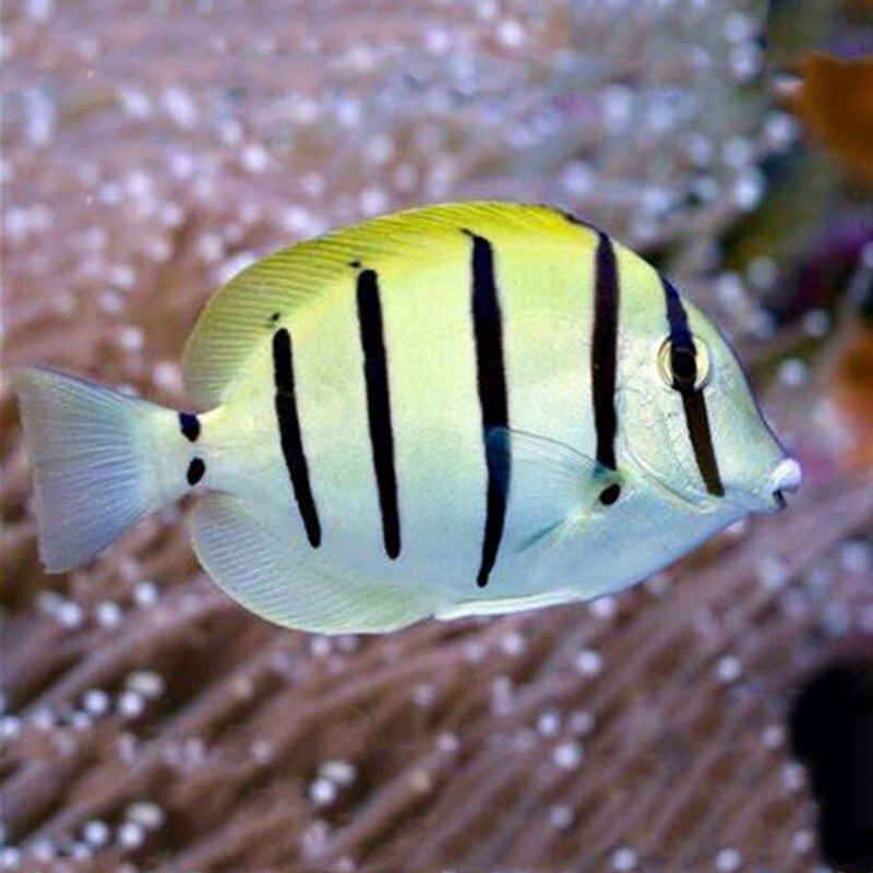 斑马吊海水鱼观赏鱼珊瑚鱼吊类海缸珊瑚缸可养水族活体宠物鱼海鱼