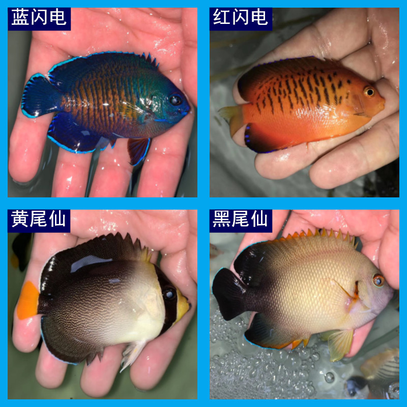 蓝闪电神仙鱼 海水鱼观赏鱼活鱼水族宠物鱼 黄尾仙 黑尾仙 红闪电