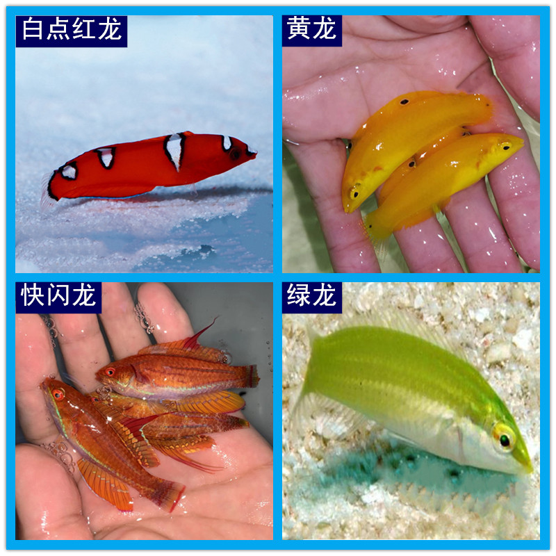 白点红龙海水鱼观赏鱼水族宠物鱼活体海鱼快闪龙绿龙彩龙 黄龙鱼