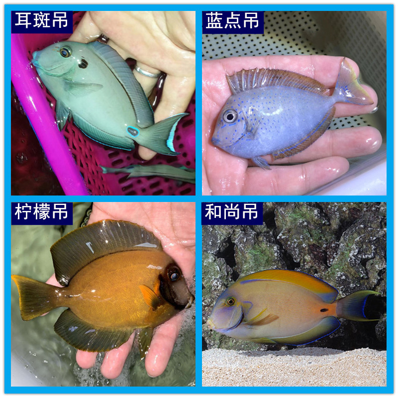 蓝点吊 海水鱼观赏鱼宠物活体水族海鱼 柠檬吊和尚吊耳斑吊倒吊鱼