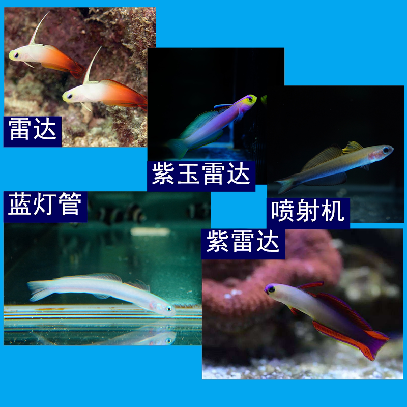 雷达鱼 海水鱼观赏鱼 海洋生物宠物鱼 蓝灯管 喷射机大溪地火鸟鱼
