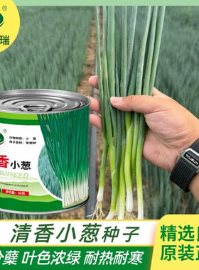 天瑞清香小葱种子耐热耐寒四季播