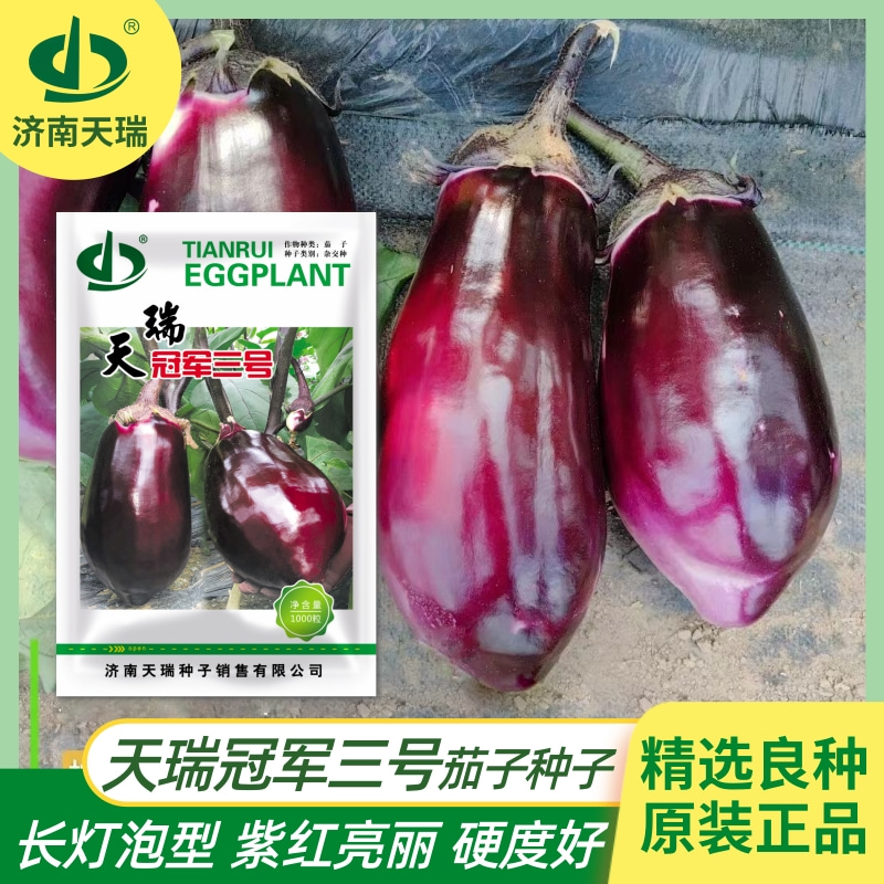 天瑞茄子种子灯泡茄萼片紫色高产
