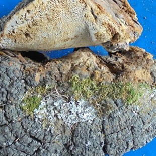 松树黄 东北长白山野生松针层孔菌500克 野生菌松针桑黄灵芝 包邮