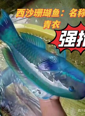 海南西沙深海鱼青衣鱼鲜活珊瑚礁鱼海鱼新鲜去内脏真空特快空运