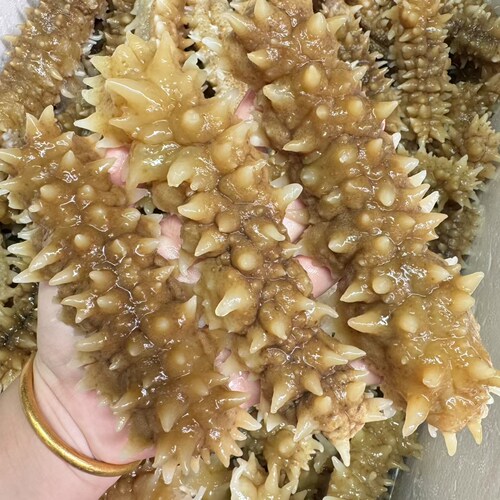 海南潭门渔港野生（刺王参） 老少皆宜,炖汤,孕妇少儿可食