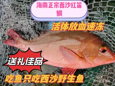 西沙珊瑚礁海鱼红笛鲷肉质嫩滑新鲜放血冷冻包邮空运