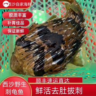 海南刺龟皮已挑刺深海捕捞野护胃刺龟鱼刺泡鱼刺豚皮新鲜鱼皮特快