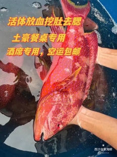 海南西沙燕尾斑3斤珊瑚鱼东星鲜活放血挖肚-30度冰冻新鲜包邮