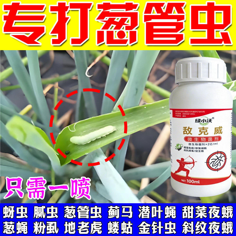大葱葱管虫大葱潜叶蝇地上地下害虫大葱葱管虫钻心虫青虫大葱肥料