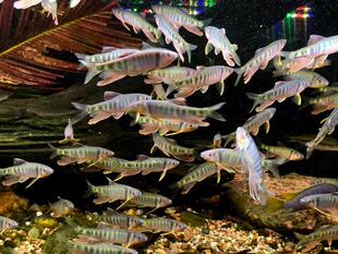 长鳍鱲桃花鱼冷水溪流鱼