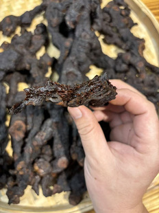 滋补佳品野生多花黄精鸡头黄精即食九蒸九晒中药材广东农产品包邮