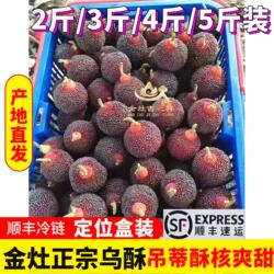现摘正宗潮阳金灶乌酥杨梅当季新鲜水果礼盒装非西胪内輋乌苏吊蒂
