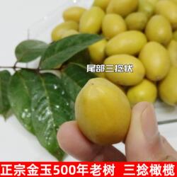 潮汕特产潮阳金玉金灶吉之祥500年老树纵三棱橄榄三捻橄榄礼盒装
