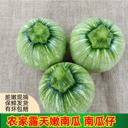 四川农家自种嫩南瓜蔬菜嫩南瓜青菜瓜绿皮迷你小南瓜仔新鲜南瓜