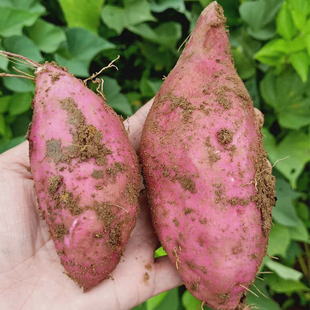 农家露天老品种红薯番薯新鲜蔬菜红皮白心红苕板栗薯沙地粉面白薯