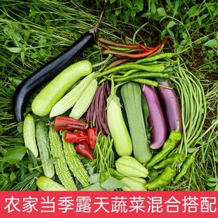 新鲜农家肥蔬菜当季露天菜黄瓜丝瓜茄子辣椒苦瓜豆角豇豆现摘现发