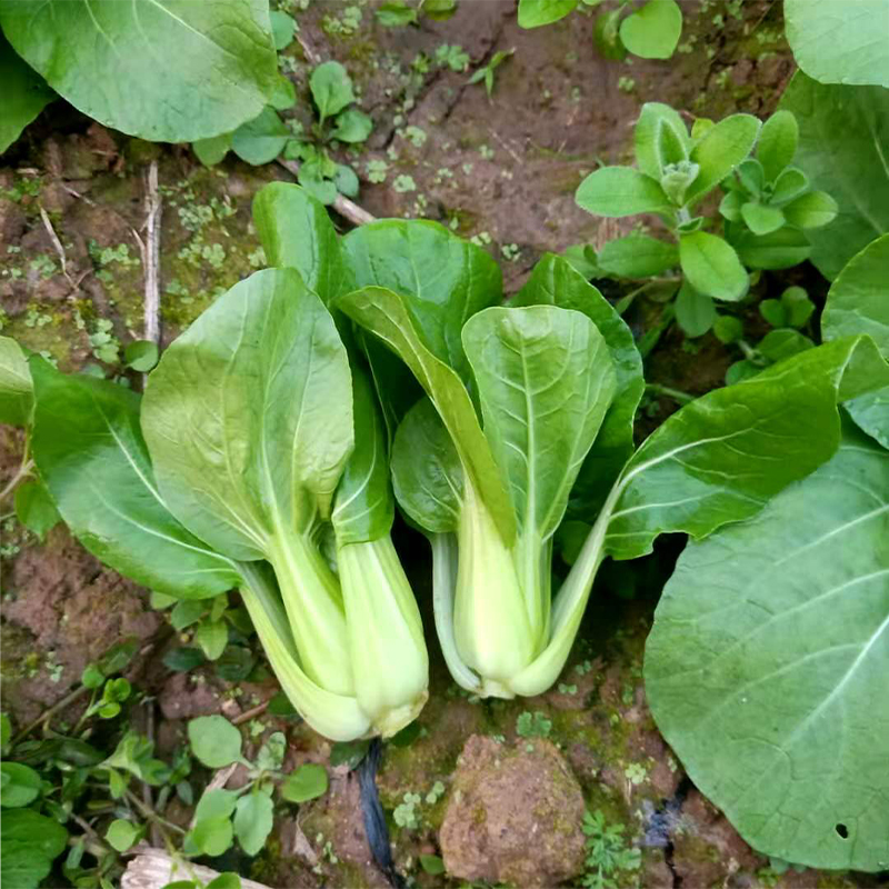新鲜应季农家蔬菜上海青小瓢儿菜露天青菜农家菜脆嫩食用菜叶油菜