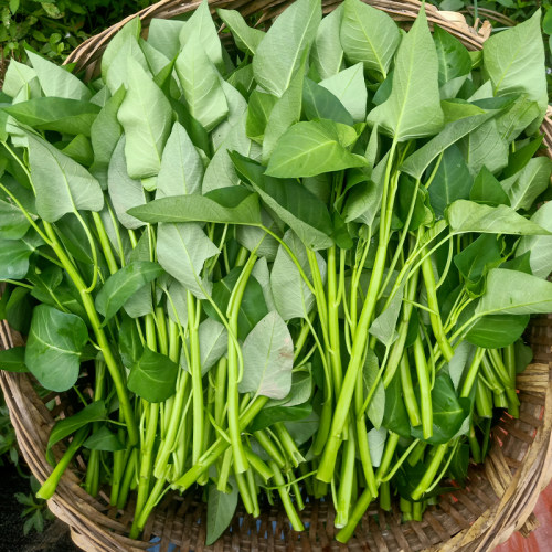 空心菜新鲜露天大叶空心菜
