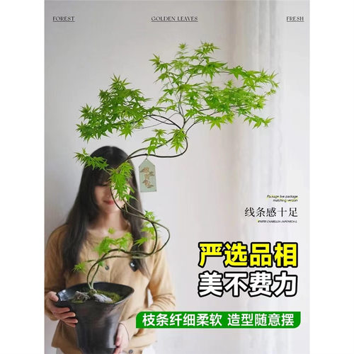 流泉枫盆栽绿植书房客厅室内植物七本枫树网红日系禅意办公室枫叶