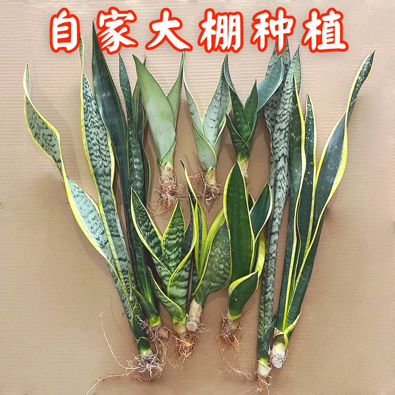 虎皮兰绿植物水培矮脚金边白玉稀有品种棒叶哈尼银脉虎尾盆栽花卉