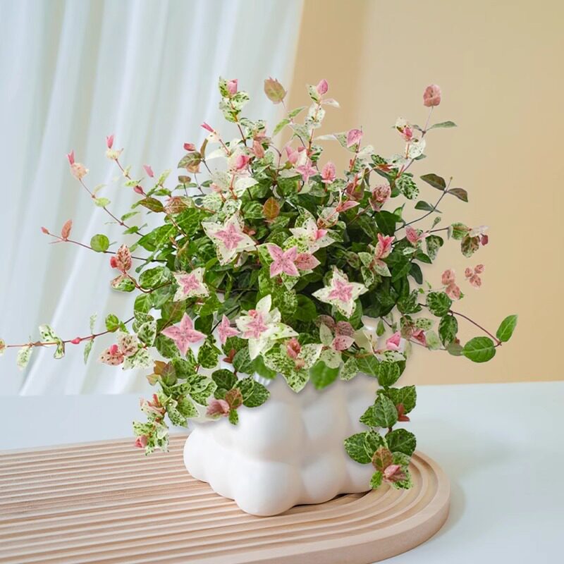 花叶络石五彩绿植四季盆栽彩络叶吊篮阳台爬藤植物室内庭院好养活图片