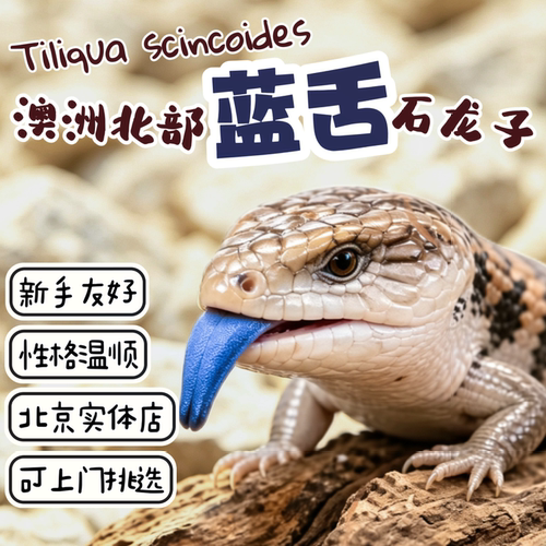 北京实体澳洲北部蓝舌蜥北部蓝舌石龙温顺好养新手宠物人工CB个体