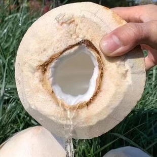 202512原产地去皮新鲜椰子海南文昌东郊椰林椰青9个一箱厂家直发