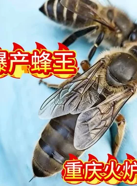 中蜂火炉王中蜂蜂王耐热王台处女王交尾王王笼