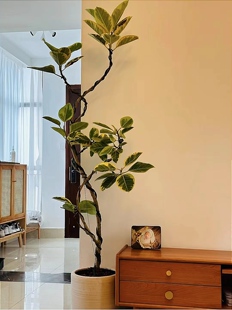 大型飘枝黄金榕老桩花叶橡皮树赤贫风侘寂风室内大型绿植好养耐阴