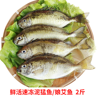 东山岛新鲜泥猛鱼海捕速冻海鲜水产海鲜潮汕秋叶鱼大条娘艾鱼2斤