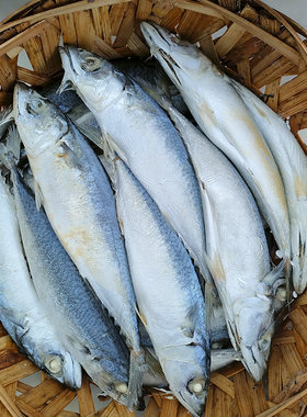 3斤即食熟鱼花仙鱼饭潮汕打冷鱼饭福建即食海鲜冷盘海鱼熟青花鱼