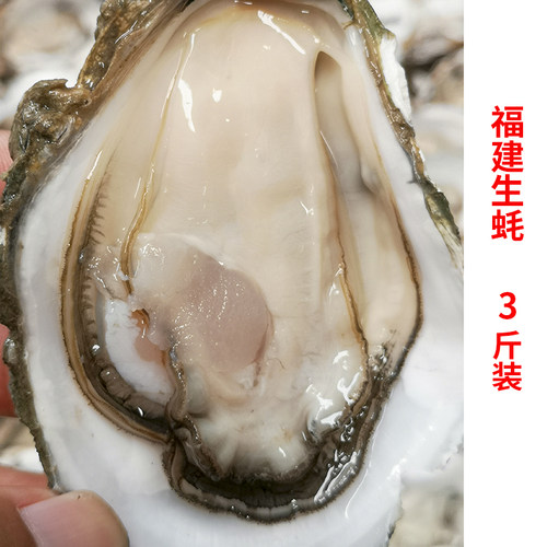 3斤装福建生蚝鲜活大牡蛎带壳