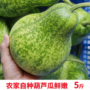 新鲜现摘 农家自种花皮新鲜葫芦瓜鲜嫩瓜蒲瓜田蒲菜肉葫芦圆瓠瓜
