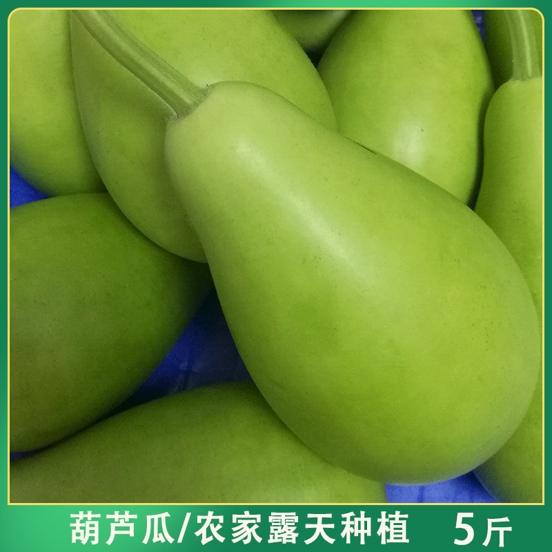 露天农家种植食用瓠子瓜新鲜葫芦瓜蔬菜农家自种菜葫芦瓠瓜5斤装