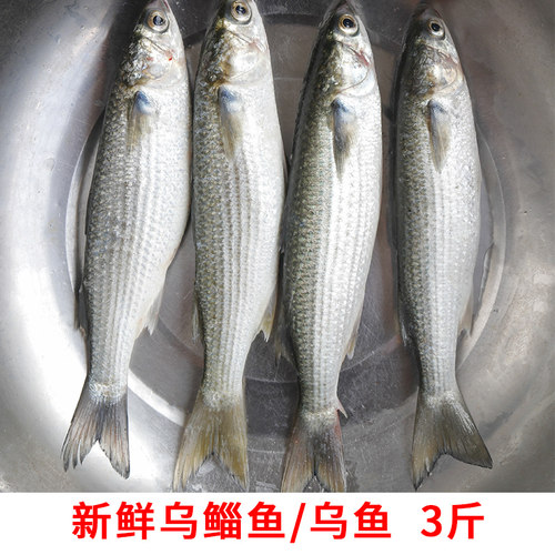 梭子鱼乌鱼鲻鱼海捕新鲜海产品