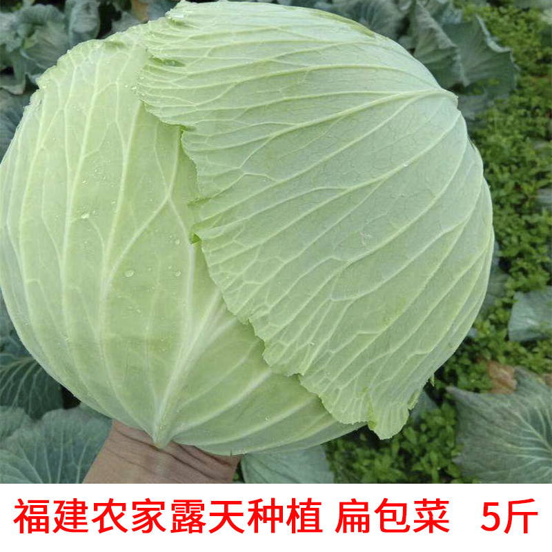 福建露天农家自种新鲜扁包菜台湾高丽菜卷心菜料理生吃新鲜蔬菜,水产肉类/新鲜蔬果/熟食,其它,淘宝优惠券,粉丝福利购,淘宝优惠卷