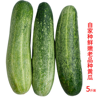福建农家露天种植旱黄瓜本地老品种土黄瓜现摘蔬菜黄瓜新鲜青瓜