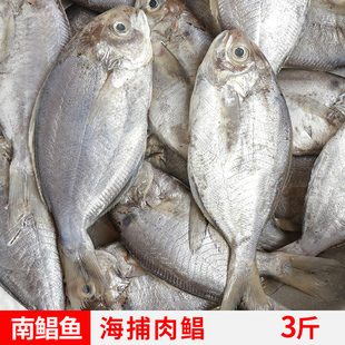 福建现捕无冰肉鲳鱼冷冻海鲜水产品深海鱼新鲜南鲳鱼刺鲳鱼