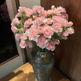 康乃馨鲜花多头鲜切花真花母亲节云南好养护云南基地直发