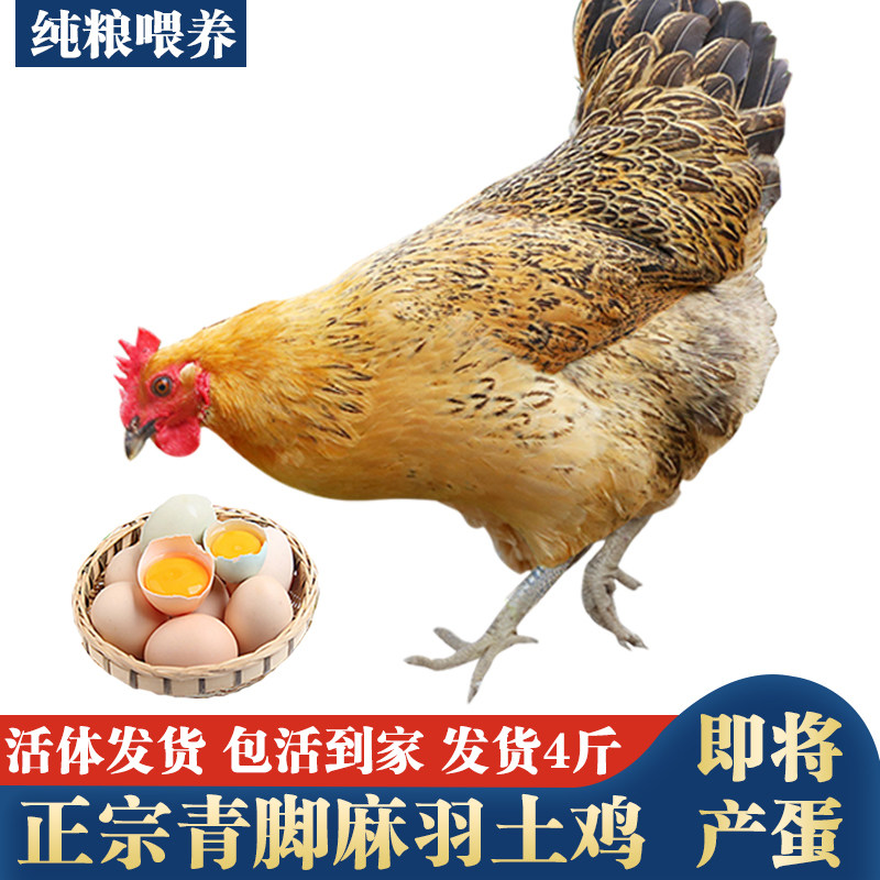 农家散养土鸡活鸡包活到家青脚麻羽土鸡成年鸡粉绿壳下蛋鸡活体