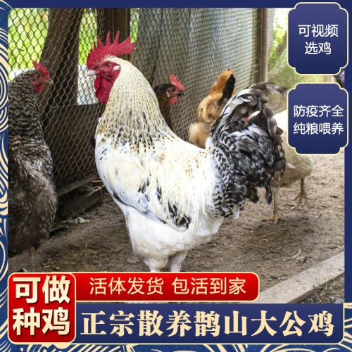 4斤发货鹊山公鸡活鸡包活到家