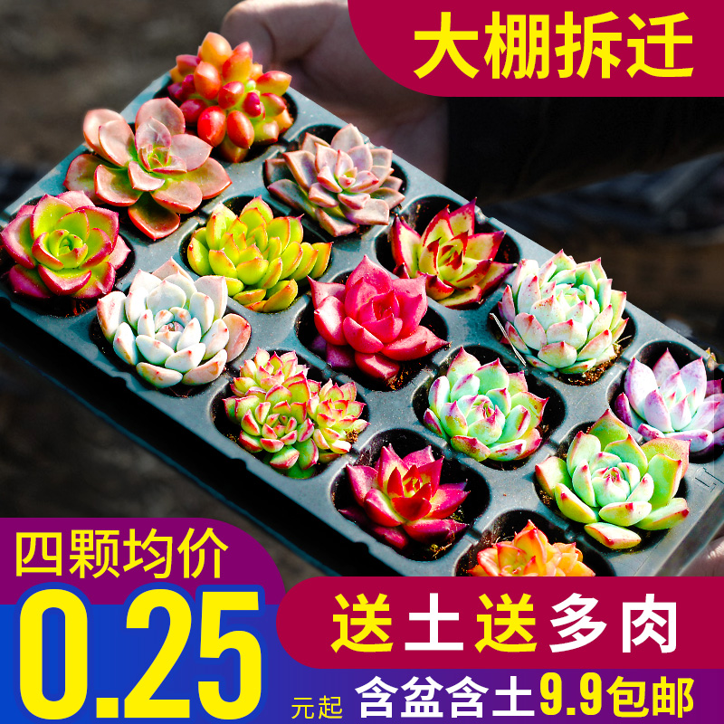 多肉植物小盆栽肉肉大颗好养精品老桩绿植花卉玉露钱串玉树桃蛋|msdalam kategori penghantaran bunga/bunga simulasi/tumbuhan berkebun, bunga/Tumbuh-tumbuhan tumbuh-tumbuhan pasu (baru), succulents - dari Buy2taobao.com untuk memberikan perkhidmatan ejen Taobao profesional membeli