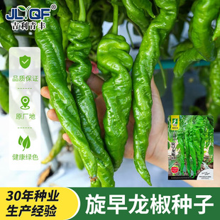 时田旋早龙椒种子早熟高产抗病耐热耐寒螺丝椒香辣特大辣椒蔬菜籽